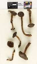 Cortinarius idahoensis image