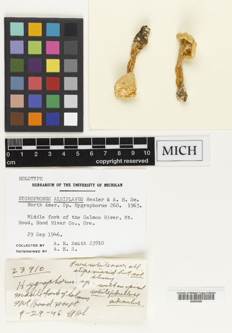 Hygrophorus albiflavus image