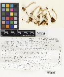 Hygrophorus burgdorfensis image