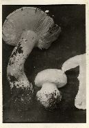 Amanita silvicola image