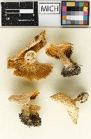 Clitocybe caperata image