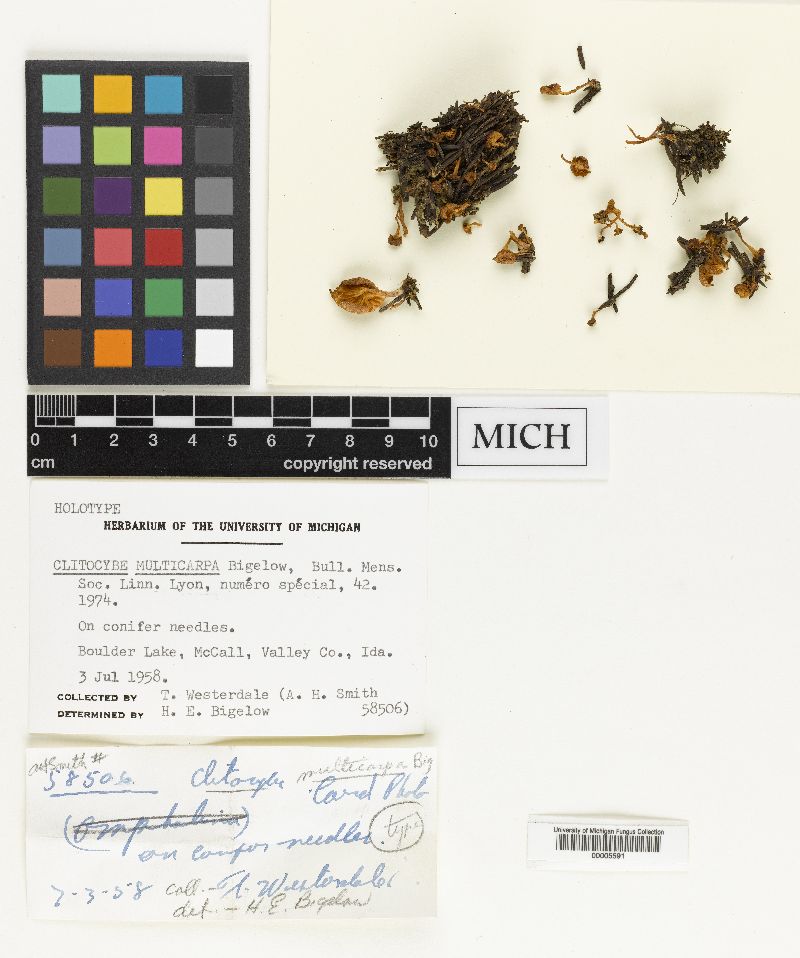 Clitocybe multicarpa image