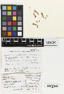 Spathularia flavida image