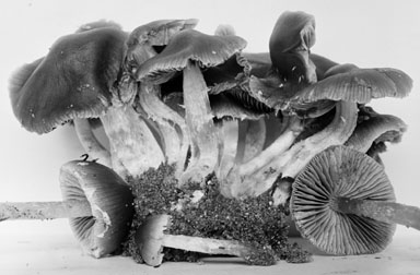 Psathyrella crassulistipes image