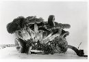 Psathyrella crassulistipes image