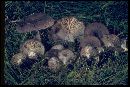 Lactarius montanus image