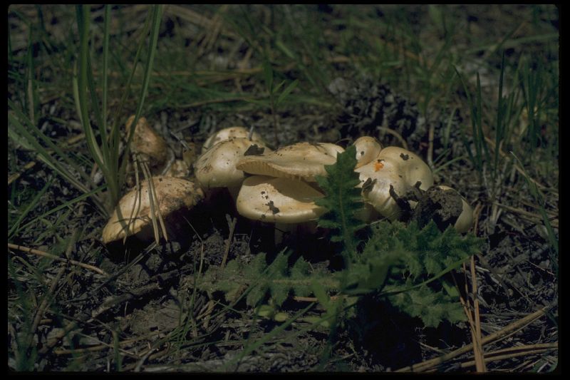 Hygrophorus ellenae image