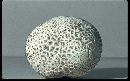 Media resource of Lycoperdon subcretaceum