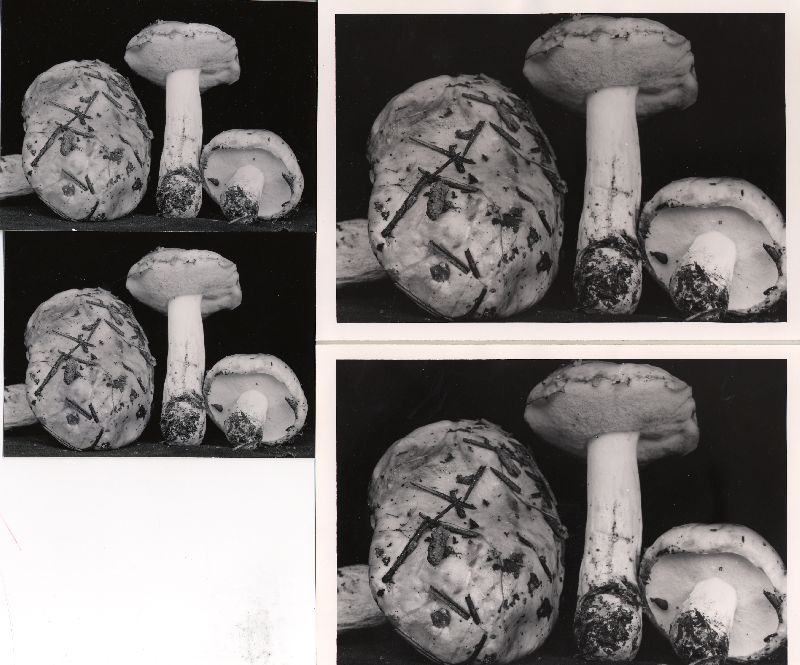 Suillus pallidiceps image
