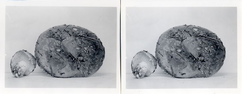 Suillus albivelatus image