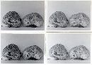 Lycoperdon subcretaceum image