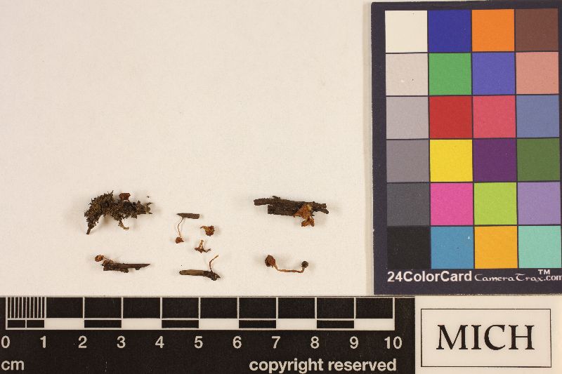 Clitocybe multicarpa image