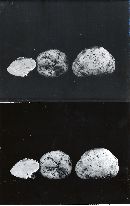 Cystangium idahoensis image