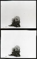 Sowerbyella unicolor image