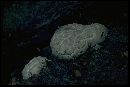 Calvatia booniana image