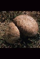 Calvatia cyathiformis image