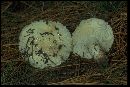 Chlorophyllum agaricoides image
