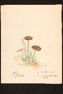 Entoloma sericeum image