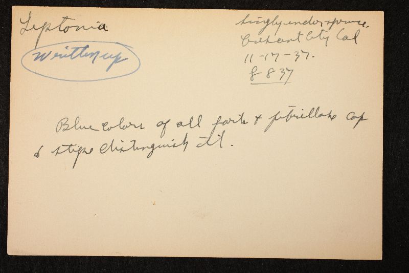 Leptonia occidentalis var. fibrillosipes image