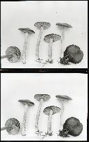Entoloma sericeum image