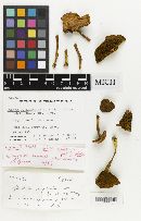 Boletus piperatoides image