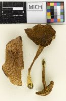 Boletus piperatoides image