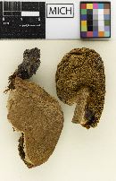 Media resource of Boletus subdepauperatus