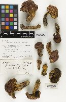 Boletus subluridellus image