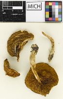 Boletus subtomentosus image