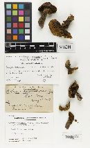 Onnia tomentosa image