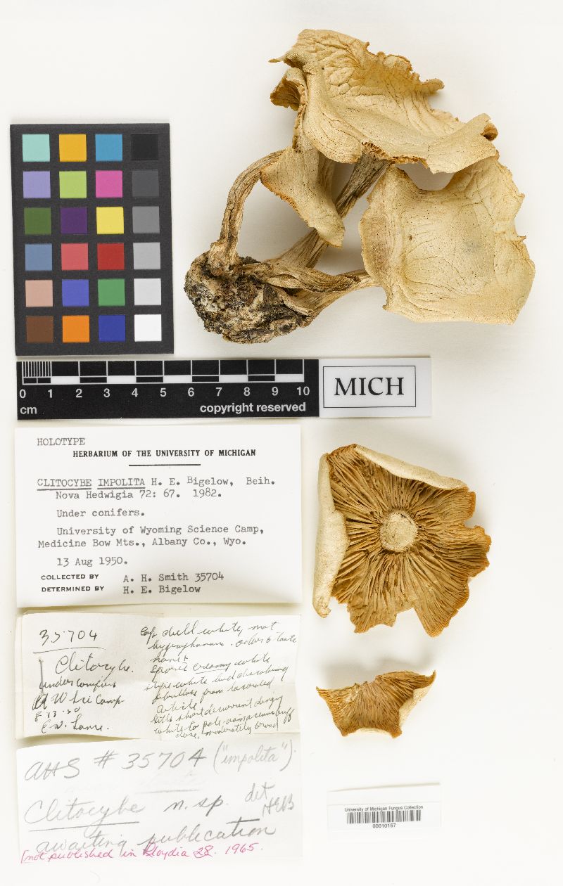 Clitocybe impolita image