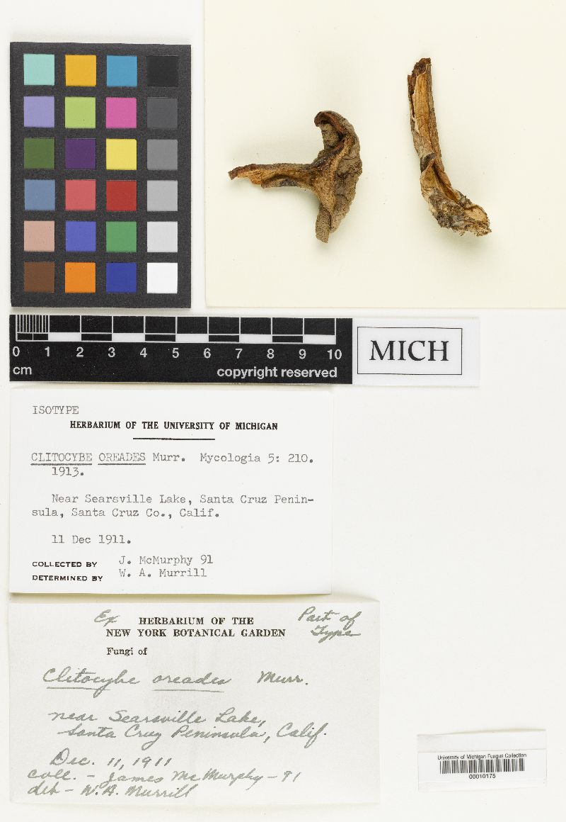 Clitocybe oreades image
