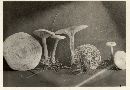 Clitocybe rivulosa image