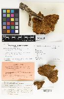 Clitocybe subalpina image