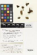 Clitocybe squamodisca image