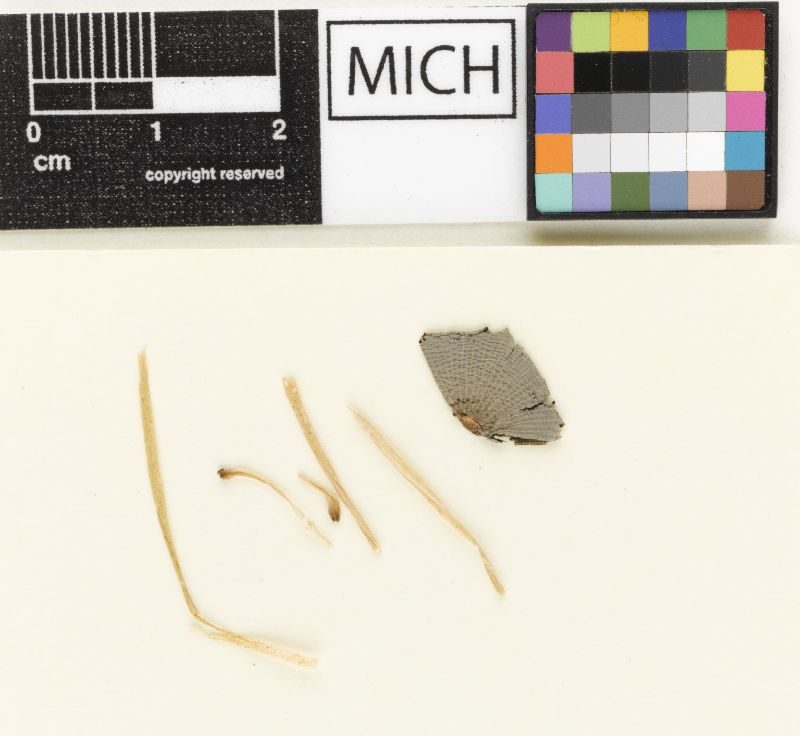 Coprinellus marculentus image