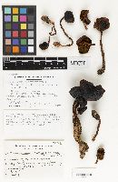Cortinarius californicus image