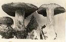 Cortinarius montanus image