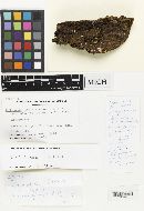 Crepidotus constans image