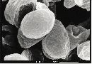 Crepidotus milleri image