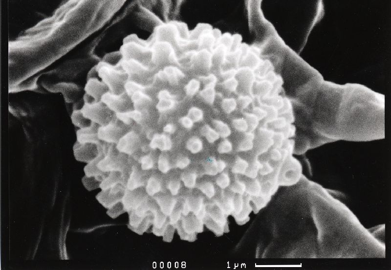 Crepidotus subapplanatus image
