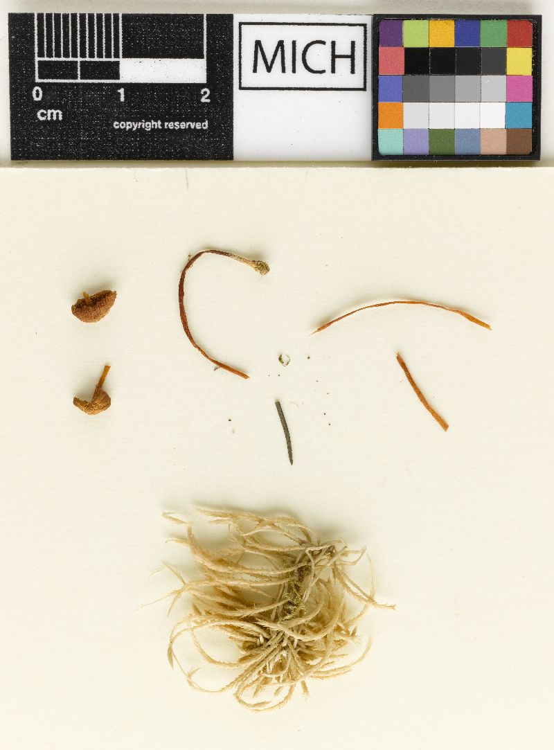 Galerina atkinsoniana image