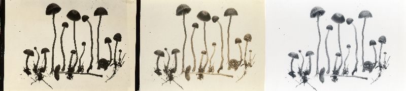 Galerina turfosa image