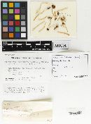 Conocybe deliquescens image