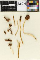 Conocybe deliquescens image