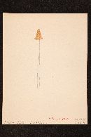 Conocybe deliquescens image