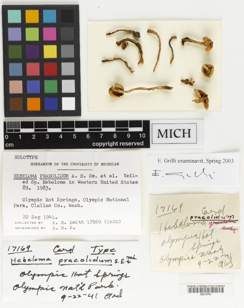 Hebeloma praeolidum image