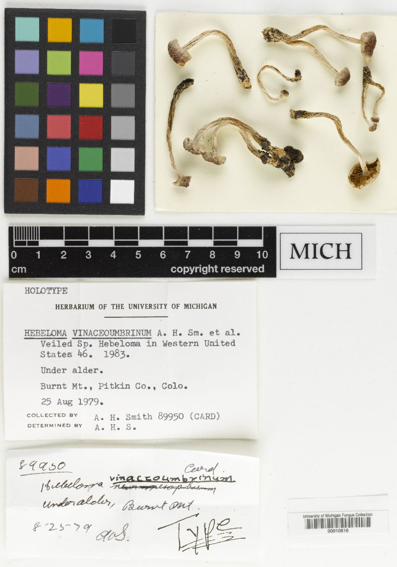 Hebeloma vinaceoumbrinum image