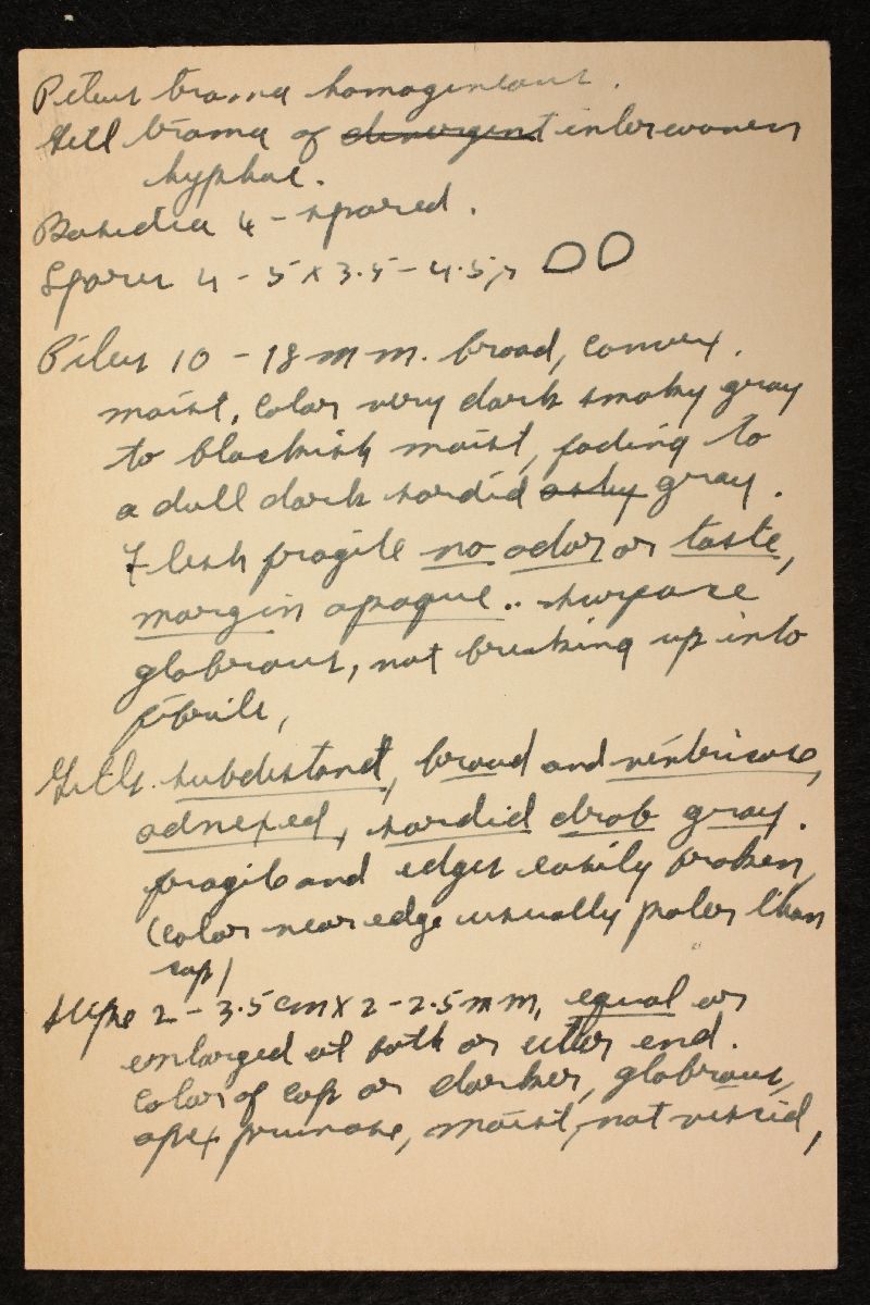 Hygrophorus fallax image