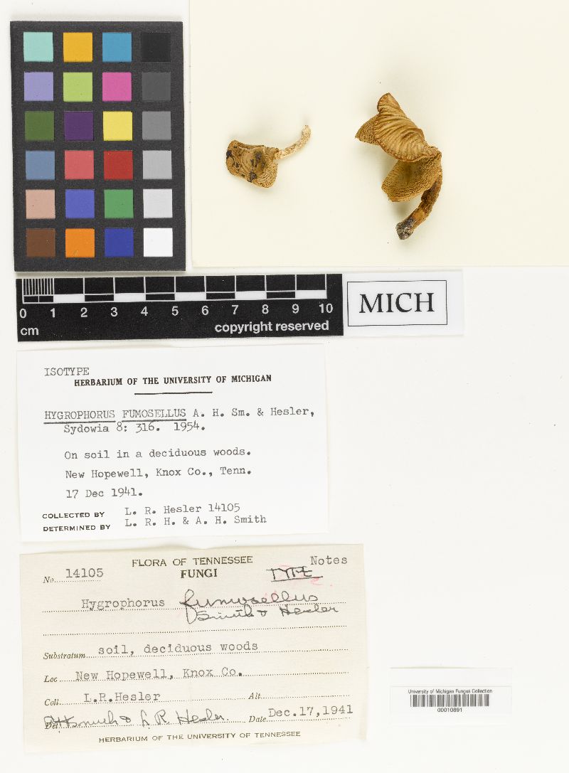 Hygrophorus fumosellus image